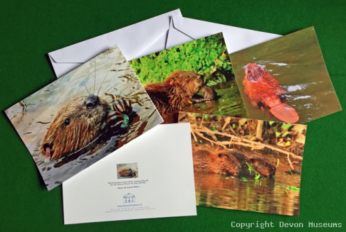 Pack of 4 Beaver Greetings cards product photo